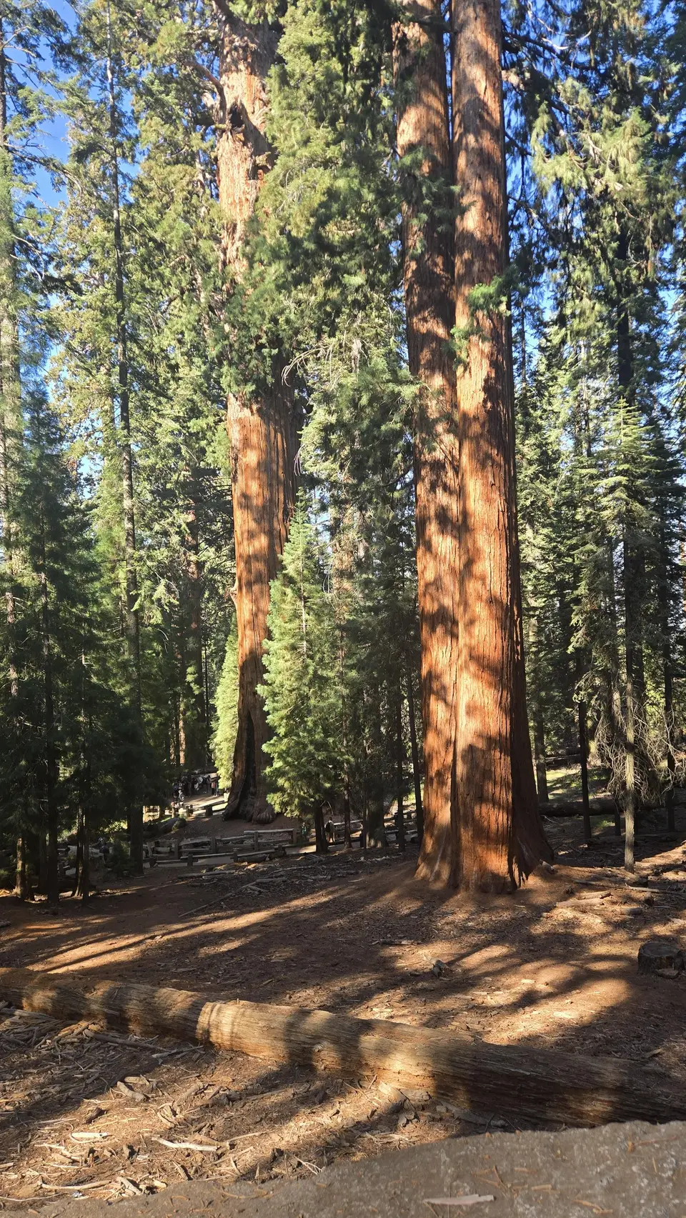 Sherman Tree Loop and Congress Trail
