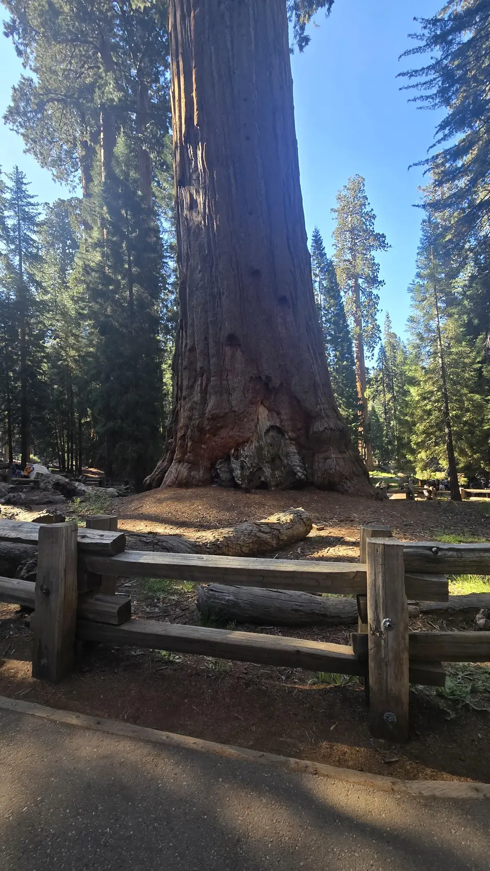 Sherman Tree Loop and Congress Trail