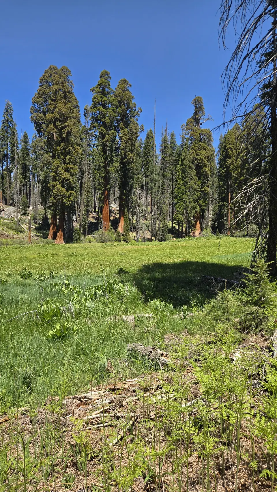 Crescent Meadow Loop