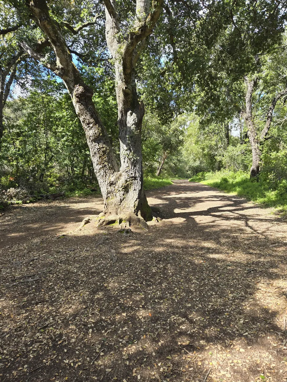 Kennedy Trail