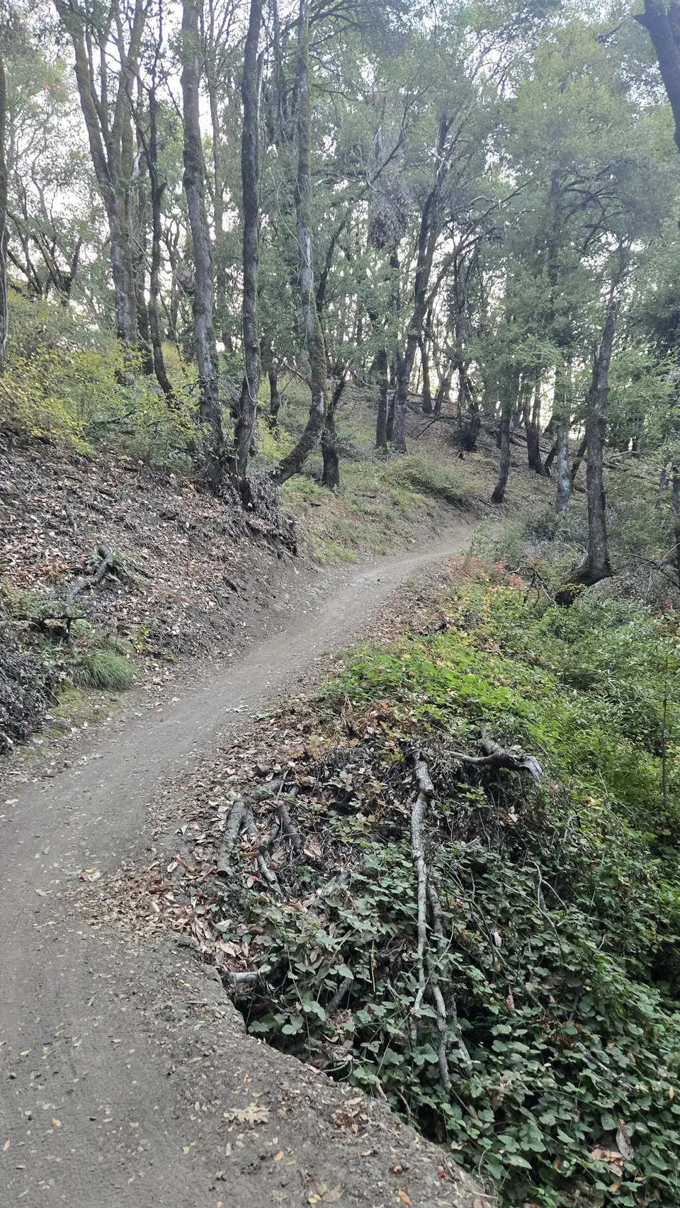 Skyline Trail