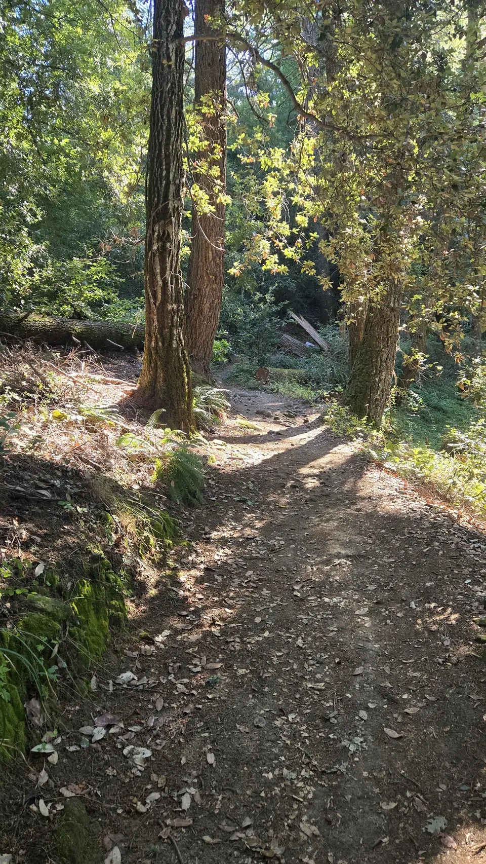 Skyline Trail