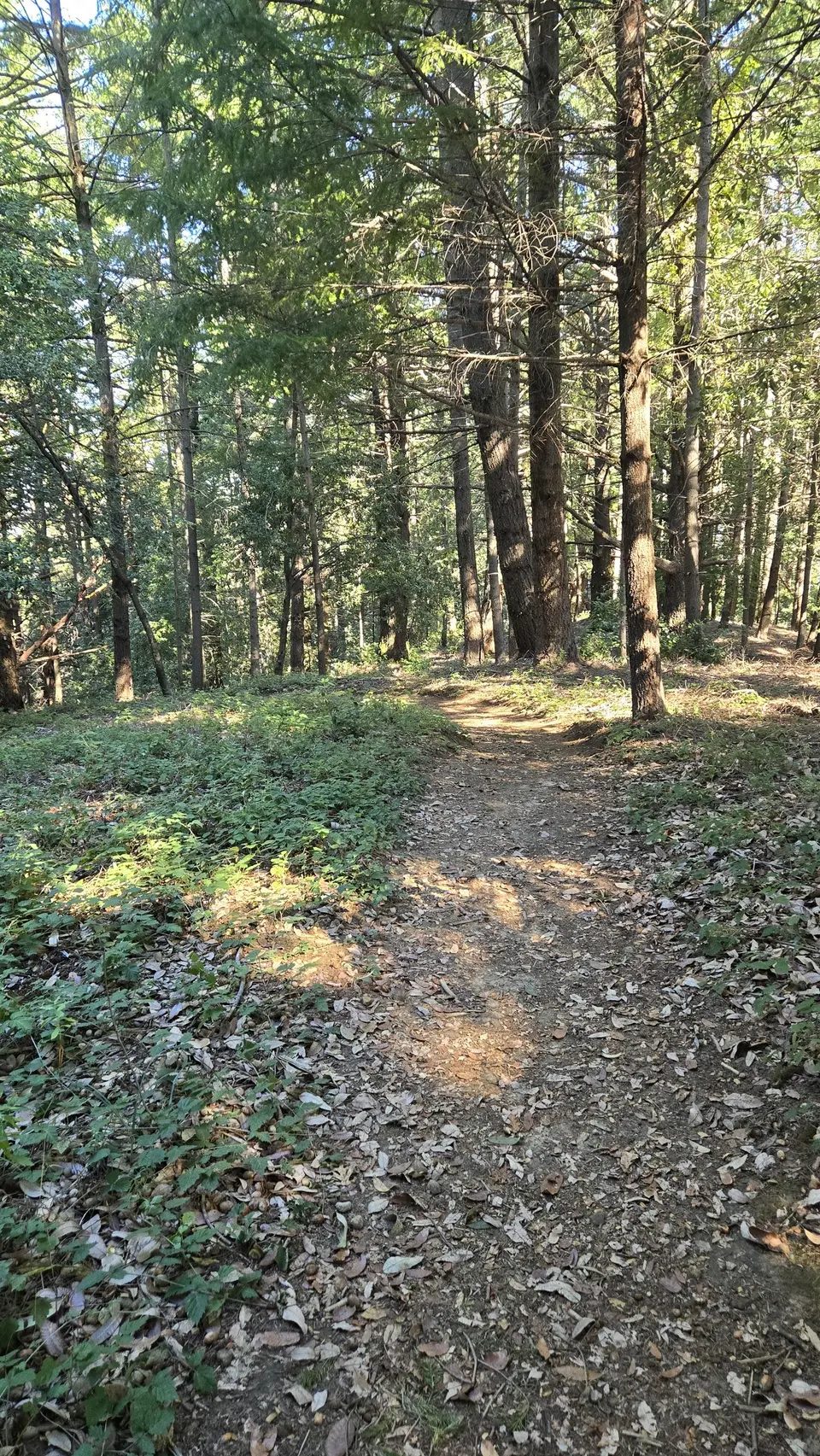 Skyline Trail