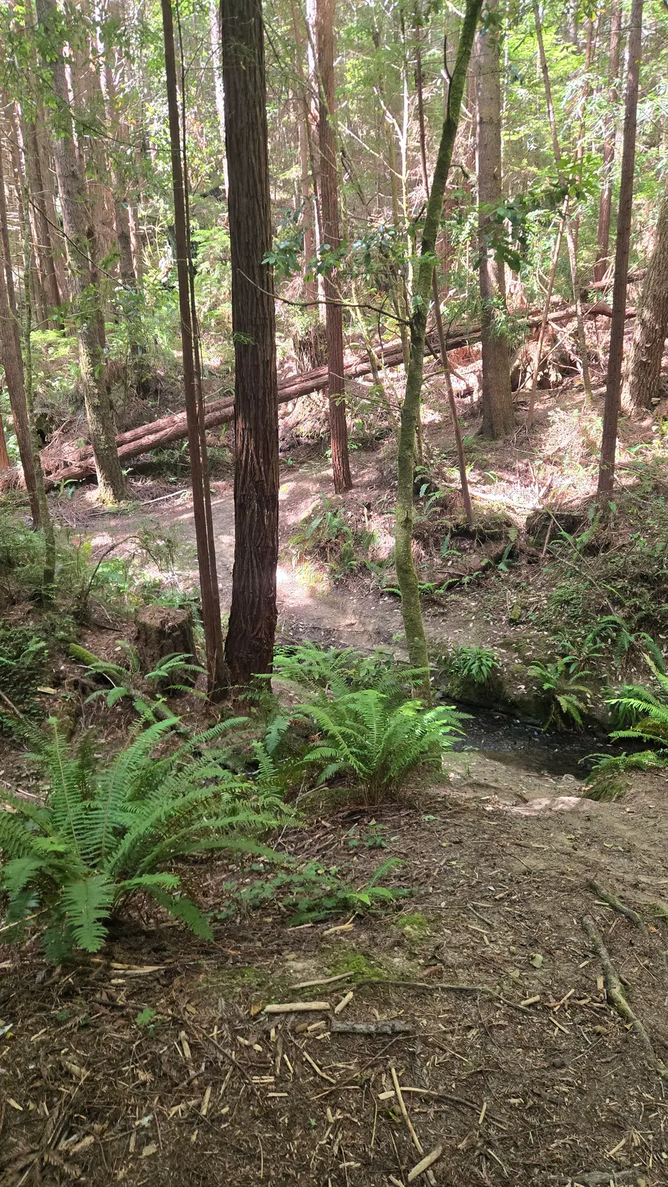 Jackson Demo State Forest
