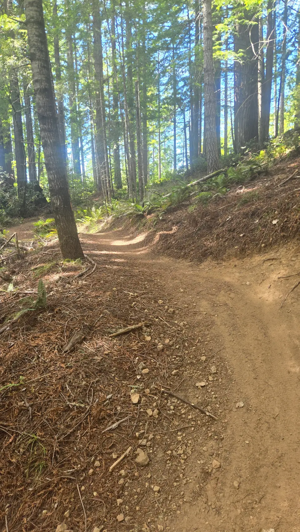 Jackson Demo State Forest
