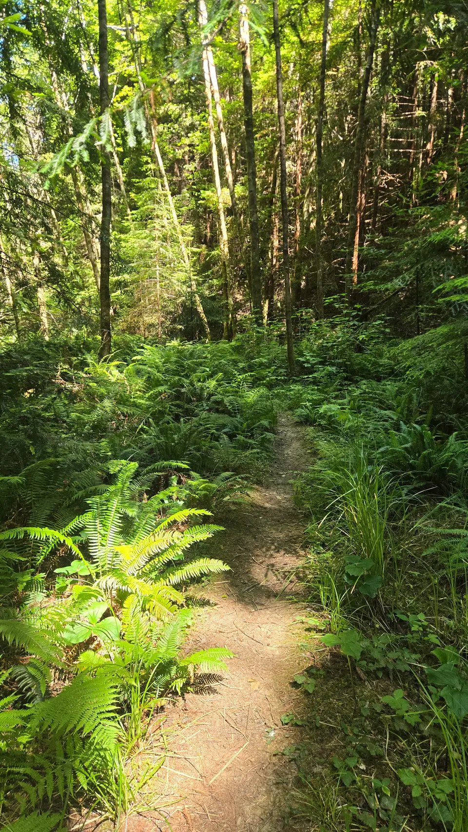 Jackson Demo State Forest