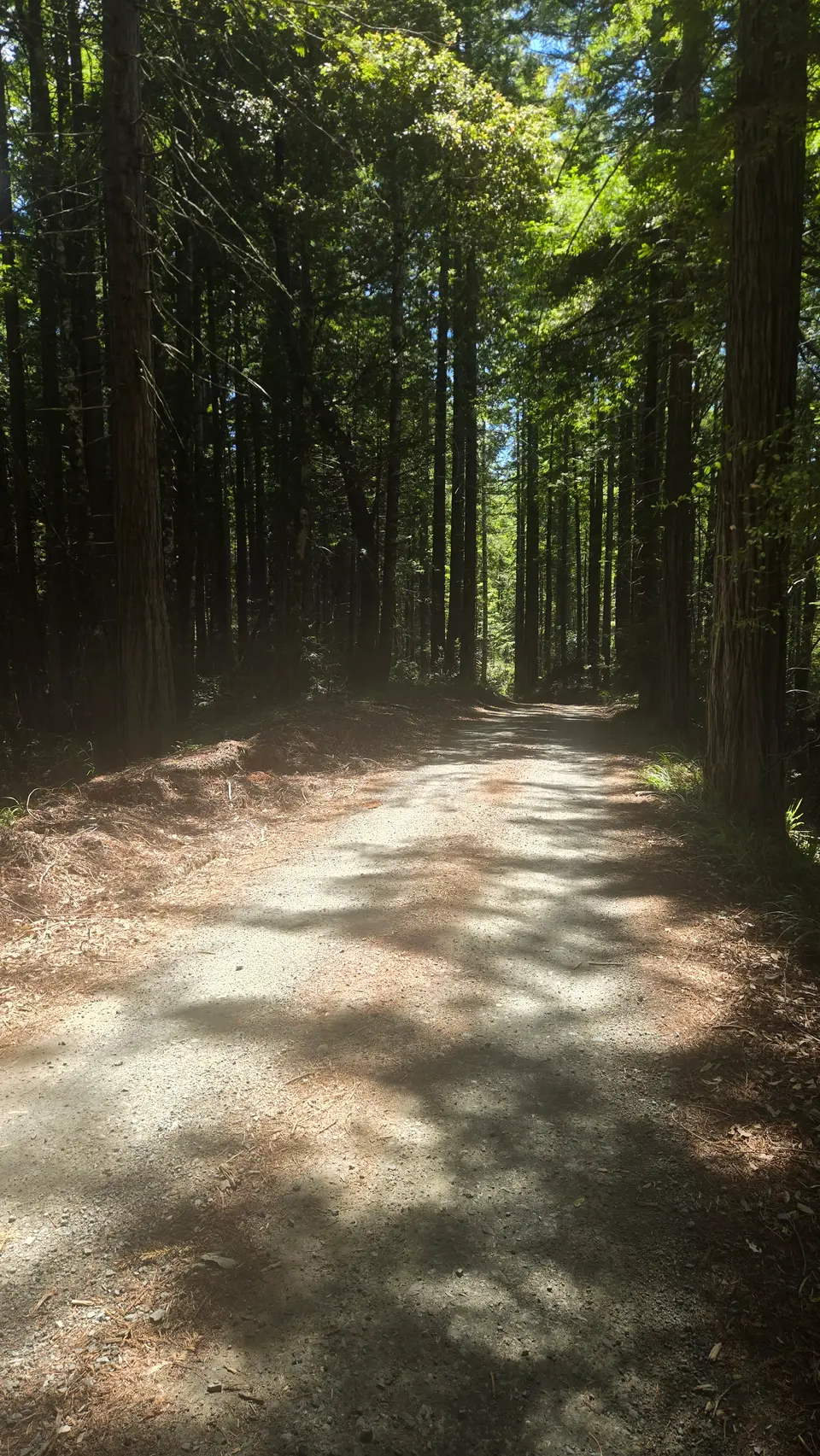 Jackson Demo State Forest