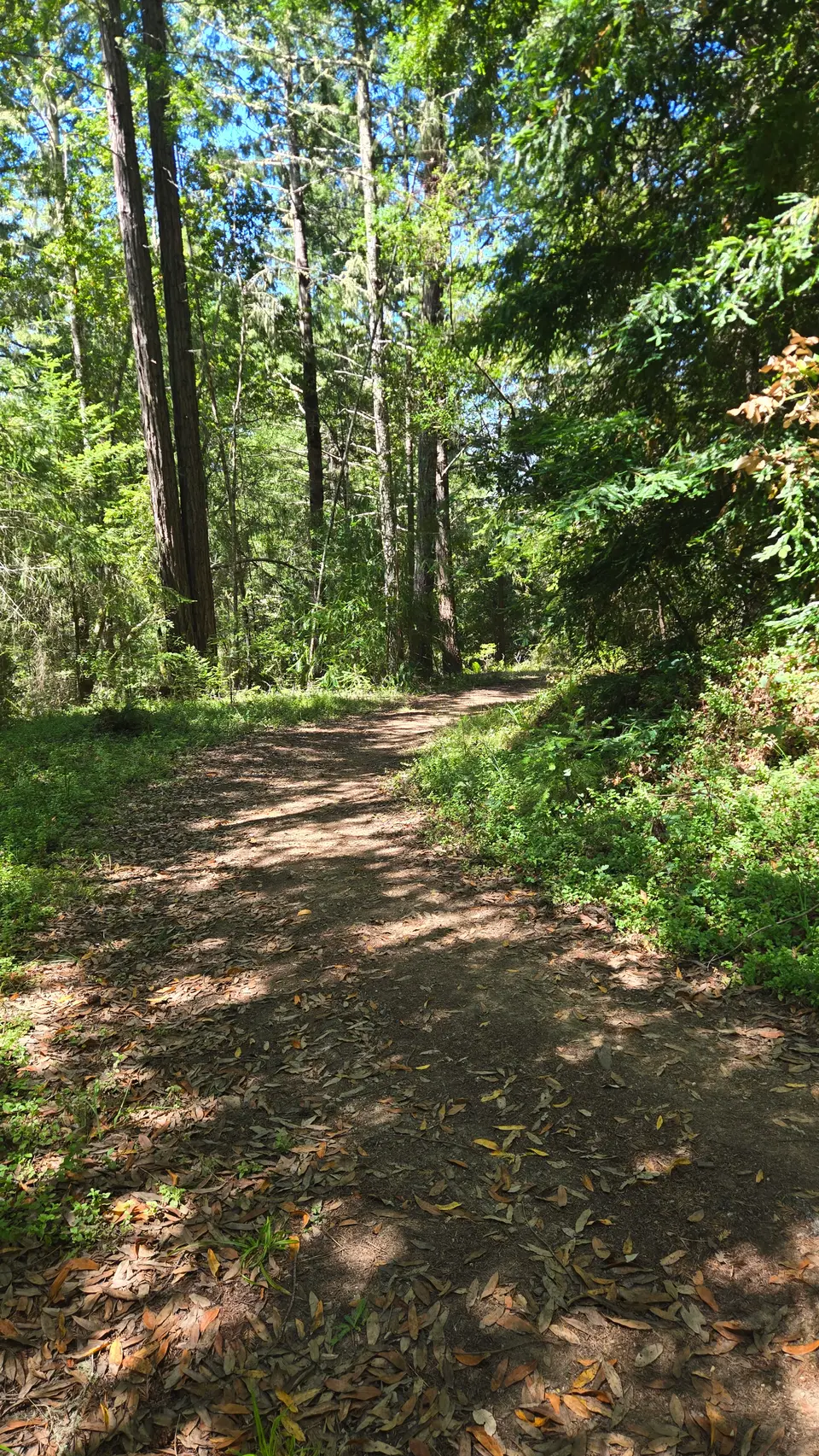Monte Rio Redwoods Park