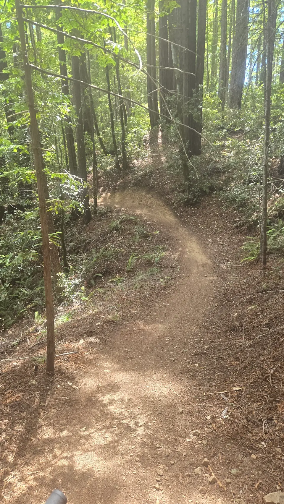 Jackson Demo State Forest