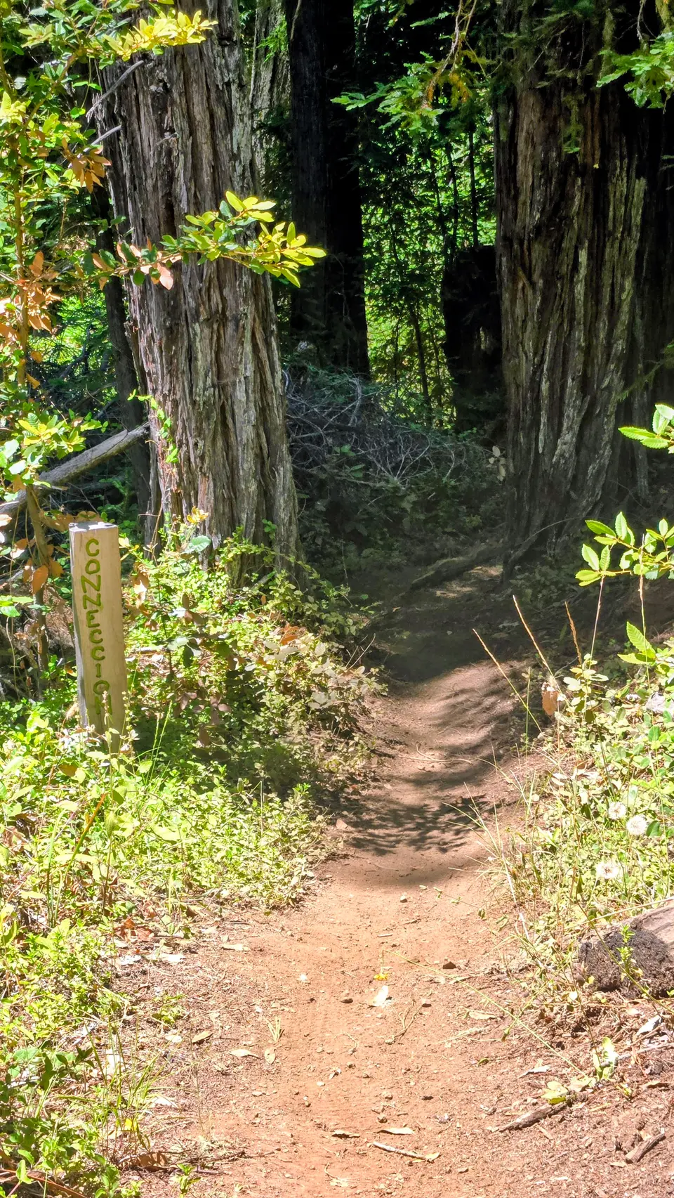 Monte Rio Redwoods Park