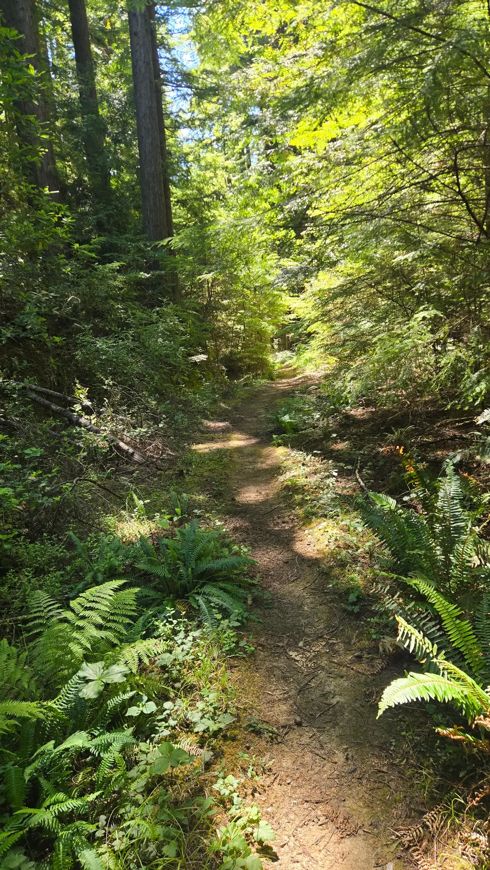 Jackson Demo State Forest