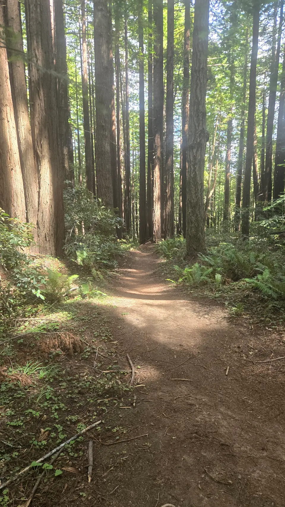 Jackson Demo State Forest