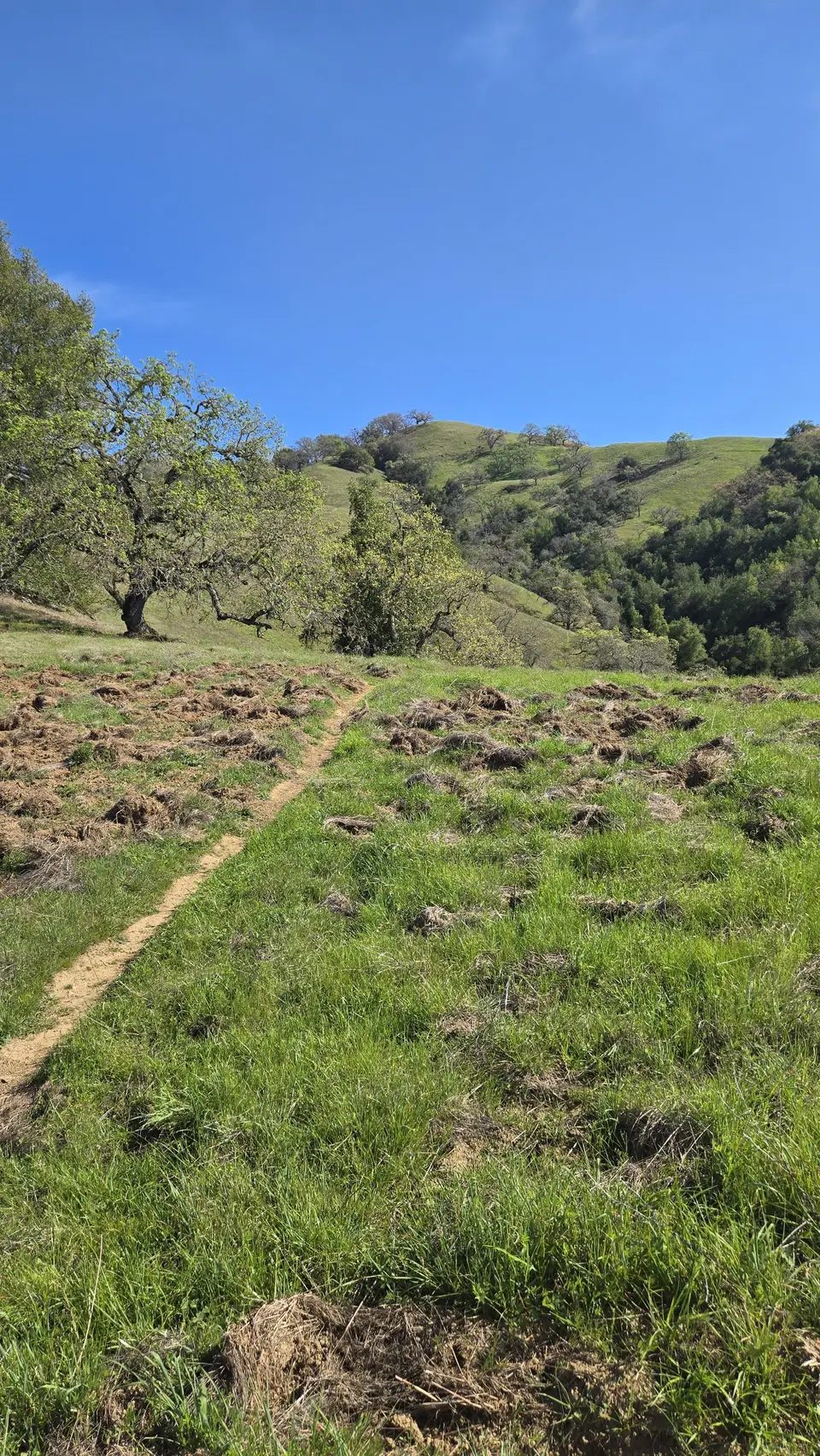 Spike Jones Trail