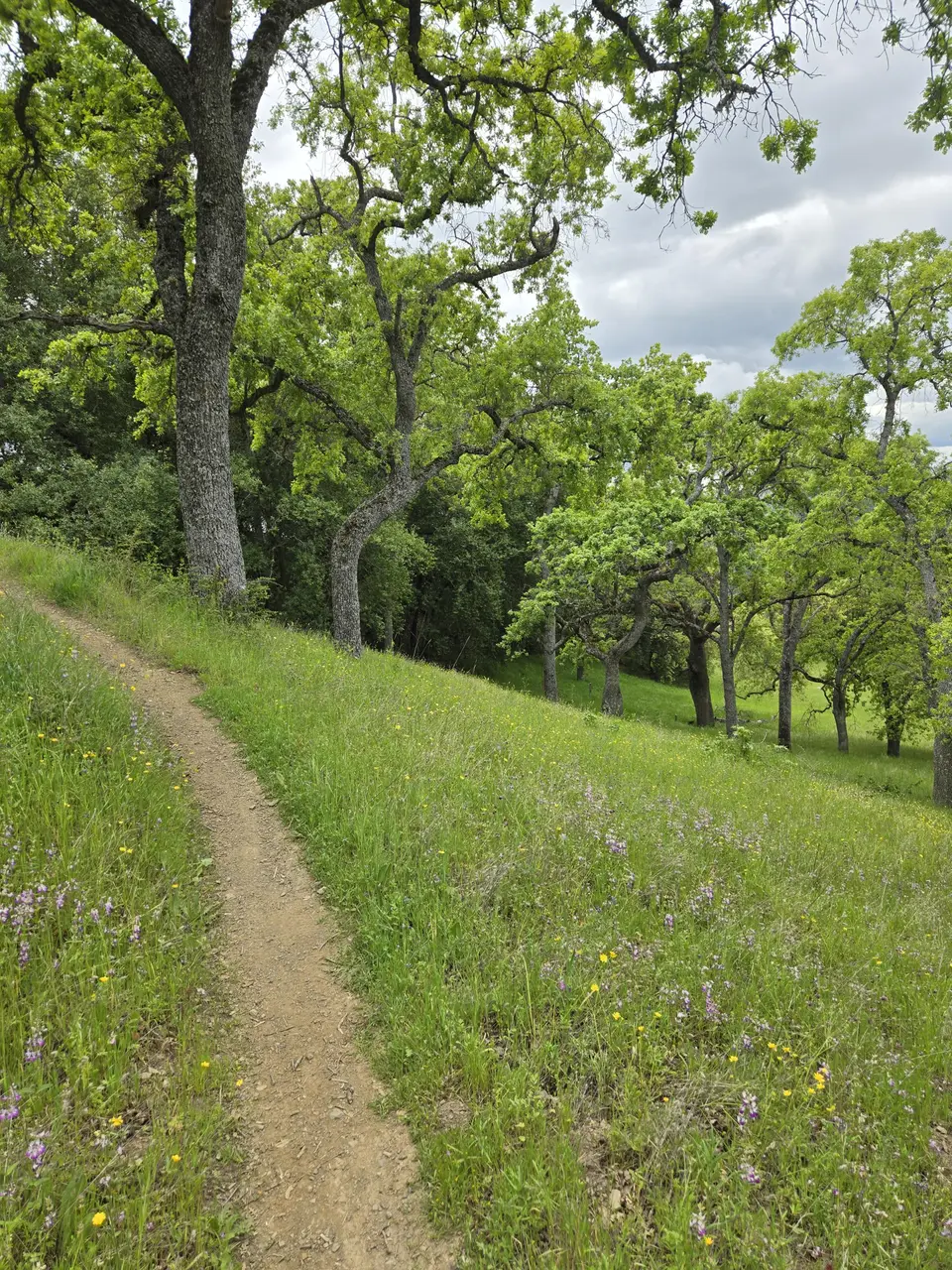 Spike Jones Trail