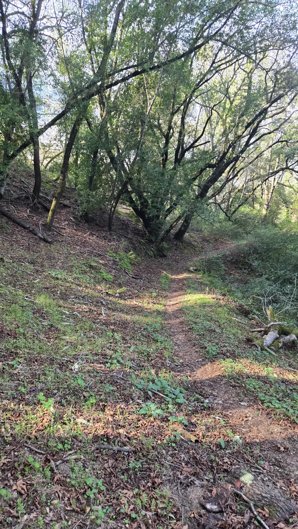 Spike Jones Trail