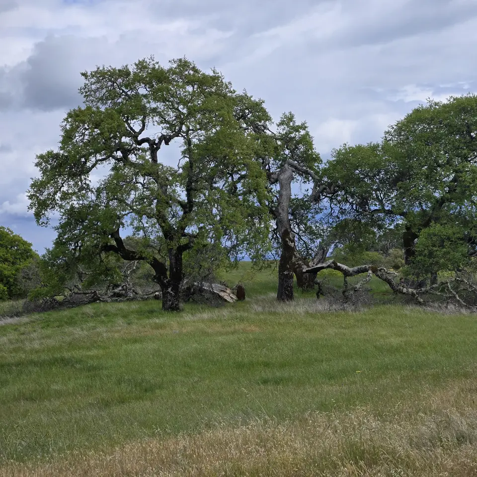 Wilson Peak